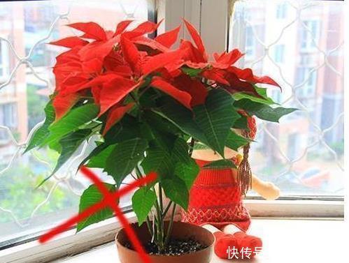 养花别乱养，5种花‘镇宅旺财‘