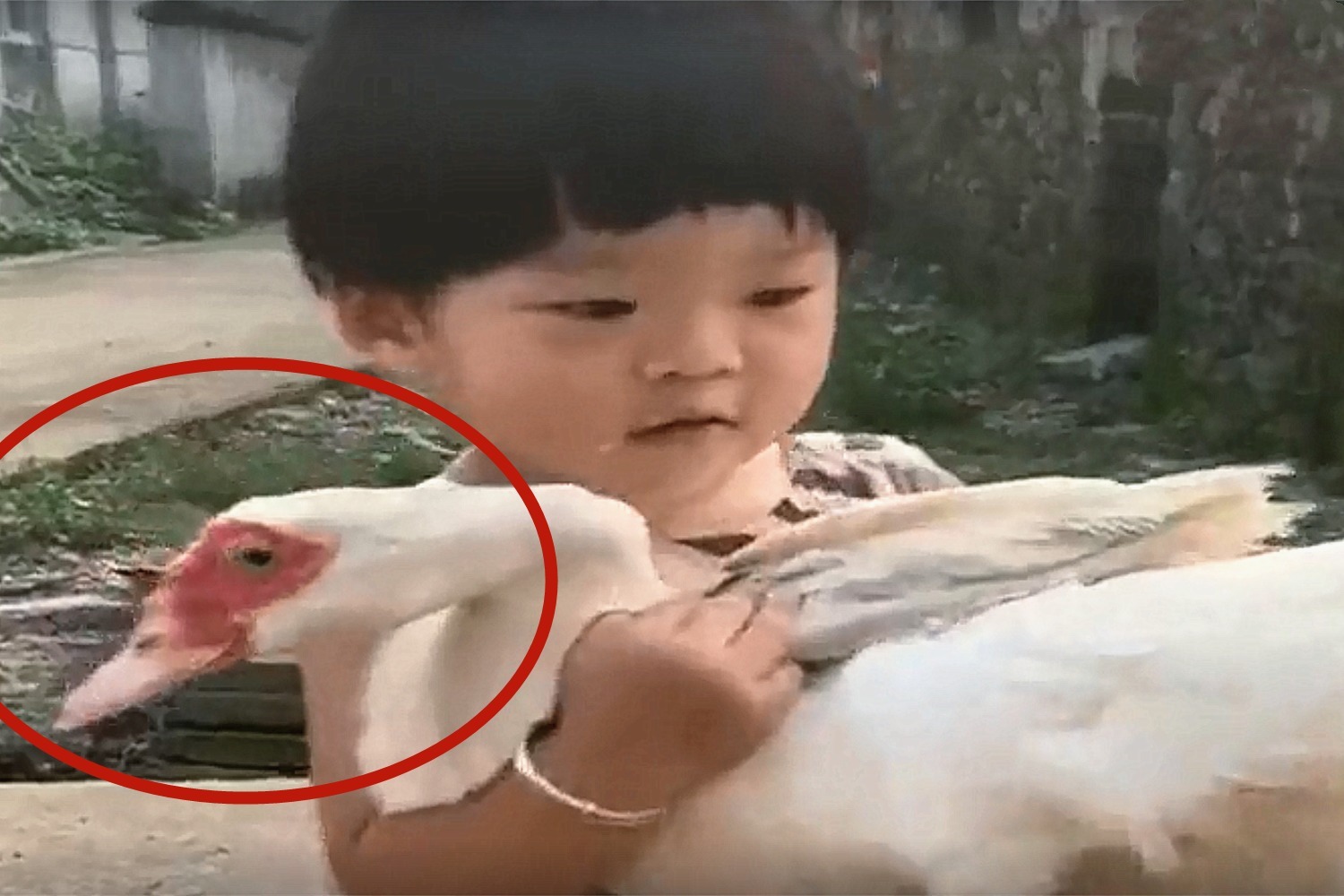 孩子|小公主去姥姥家的第二天,变成村中一霸,嚣张的大鹅见到都害怕