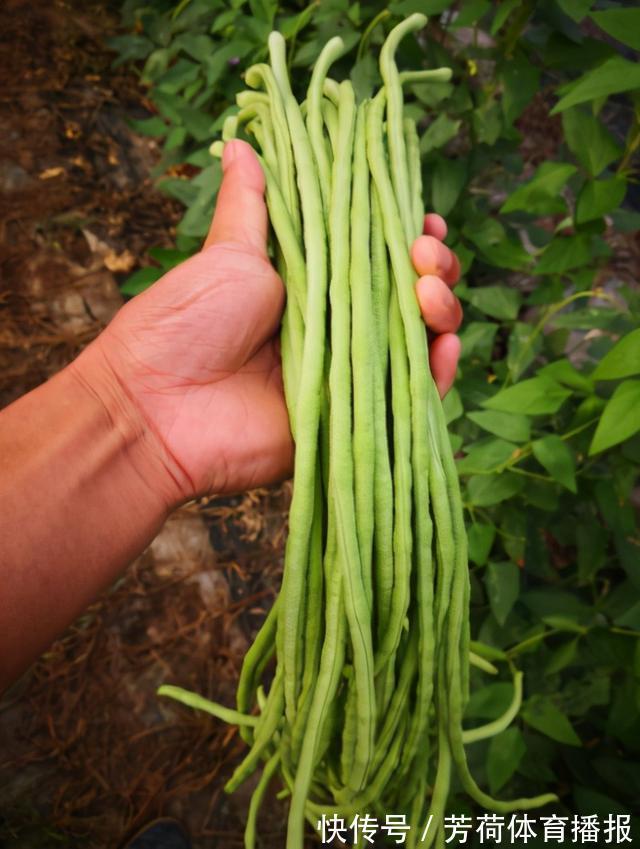 鸡蛋|一把豆角2个鸡蛋,外婆教我老式炒豆角做法,隔三差五吃一次,香