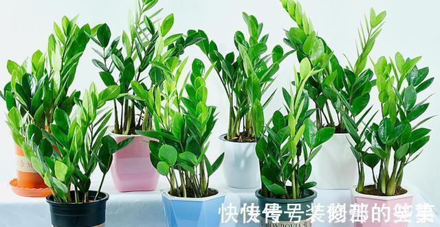 适合家里养的“健康花”，干净健康，还吉祥，格调高雅有品味