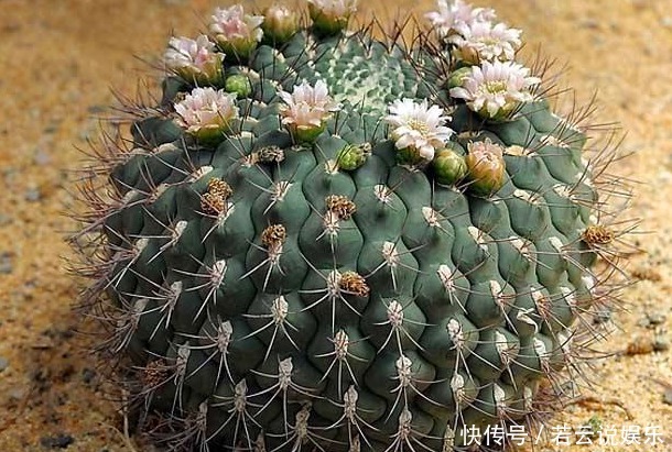 高温环境下,有“1种植物”最好养,不仅越晒越旺,还不用常浇水