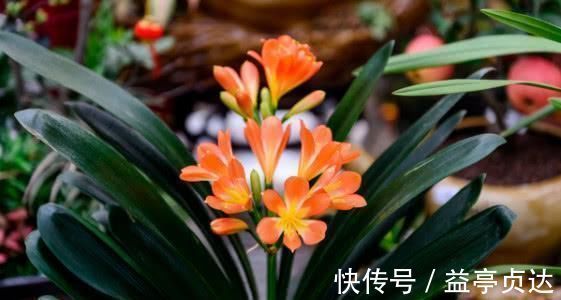 最厉害的养花营养液给君子兰喝一勺,叶片油绿,秋凉早开花