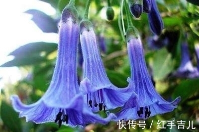 这花盛开时太妖娆，样子太美了，但毒性大离远点错不了