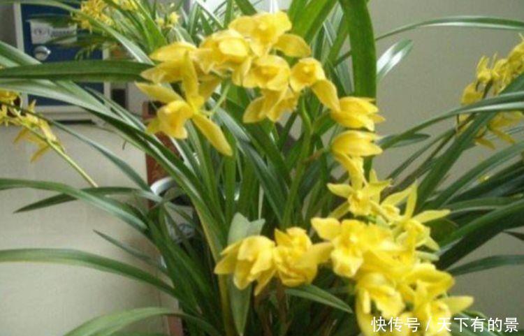 菊花|几款养在家里,全年开花不停,花香四溢飘满屋,美爆了