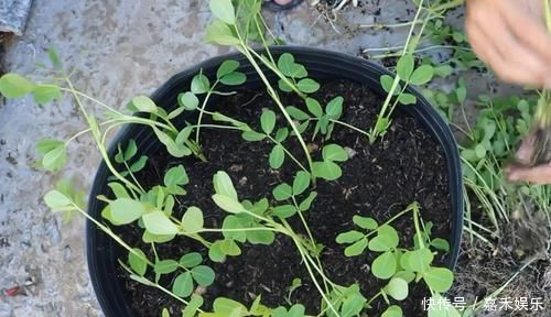 买来的花生米直接撒花盆里养,没过一周就长满一大盆,要不要吃掉