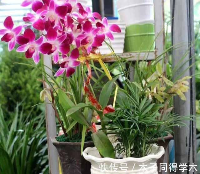 养花|香蕉皮养花,该怎么挖掘其肥力?有3种方法,第3种最得人心