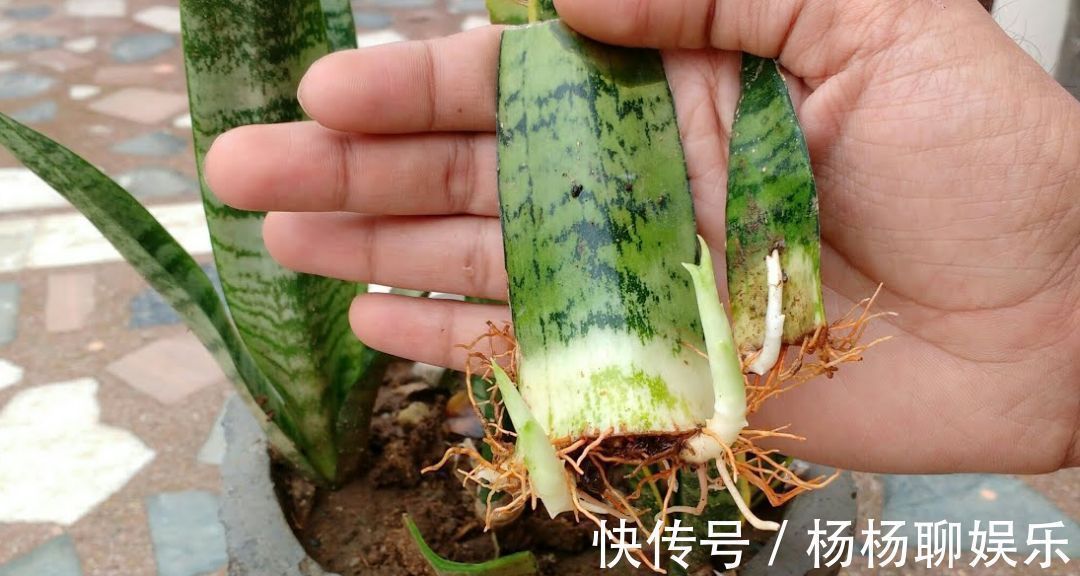 养护|悄悄告诉你,6种花“不用买”,1片叶子就能生根发芽、长爆盆