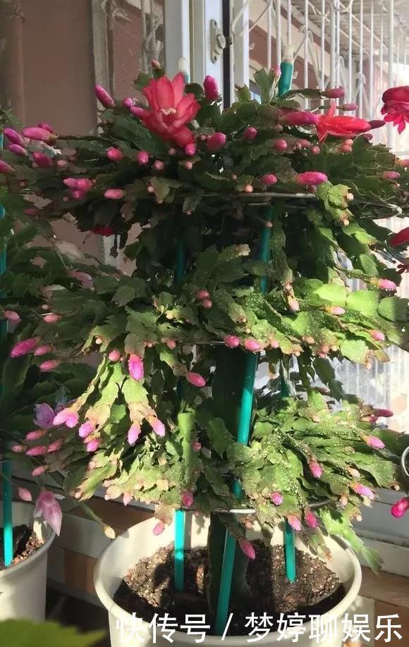 养花技巧养蟹爪兰,要舍得摘叶子,摘完新叶嗖嗖冒,入秋才有花