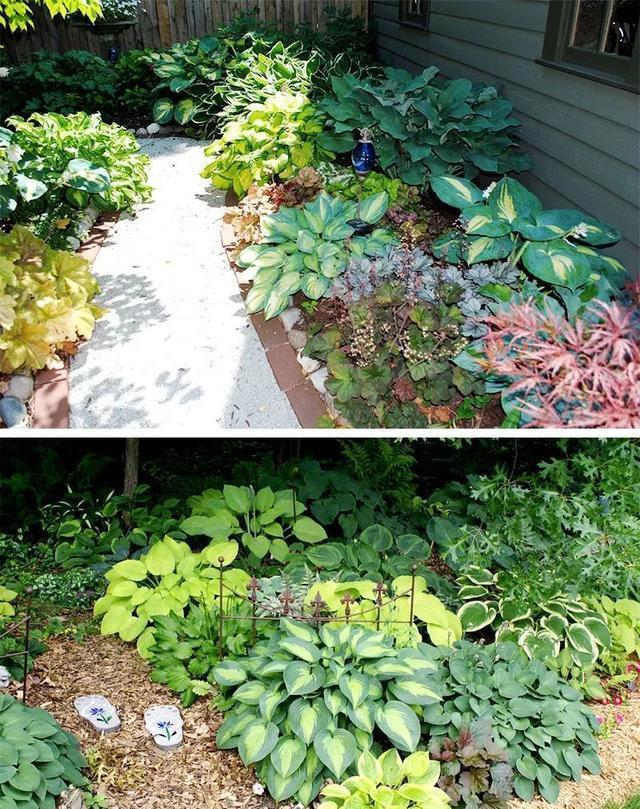 史上最耐阴的花,越阴凉越长得旺,绿萝虎皮兰靠边站