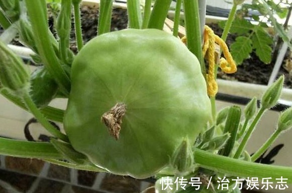 昼夜温差|飞碟瓜营养丰富、减肥瘦身,掌握种植技巧,收获吃不完的飞碟瓜