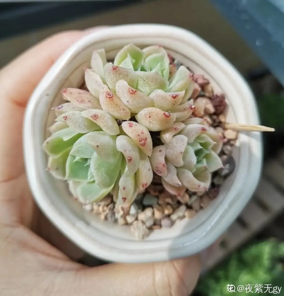 橙梦露|自从养了这8种多肉,我就没出过门,太“毒”了