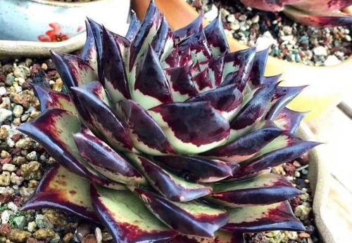 浇水|多肉乌木难上色？教你这样养，叶片饱满挺拔霸气侧漏