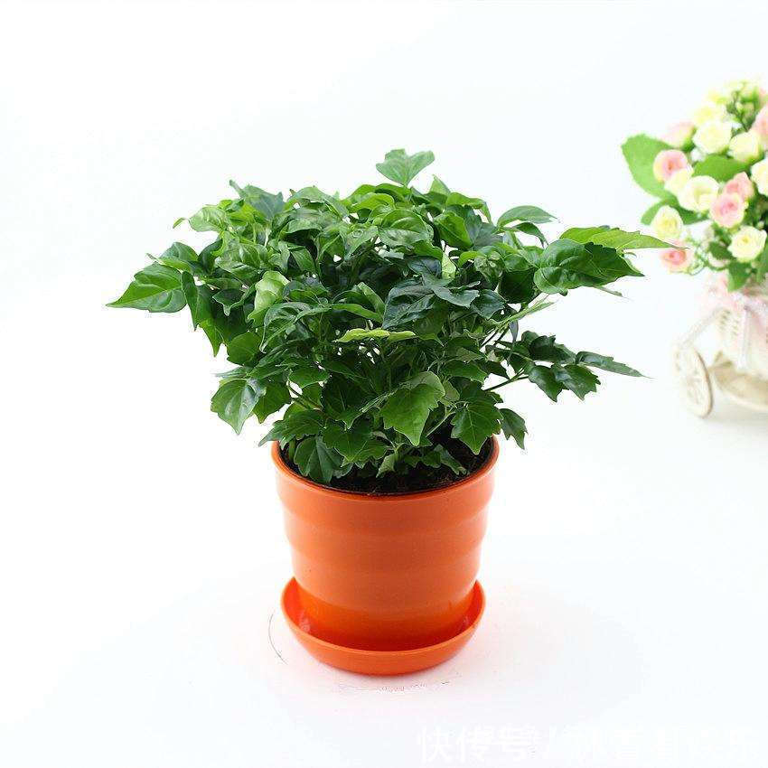 叶子|幸福树容易掉叶子，问题出在这三个地方