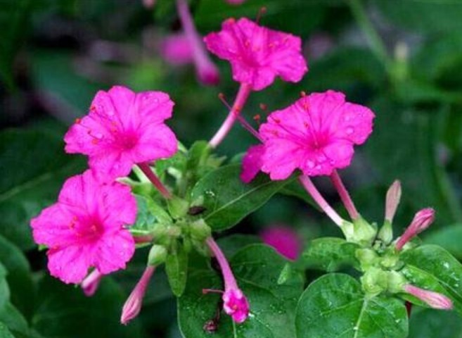 此花傍晚时盛开，娇艳的花朵散发出阵阵诱人的芳香，寓意为成熟美