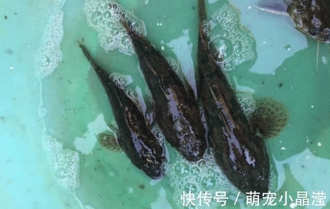 ep这5种鱼没营养,对人体有害,早被拉入“黑名单”,但很多人爱吃