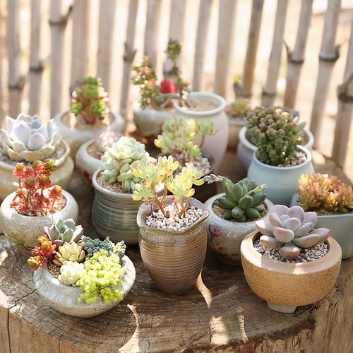 阳台养多肉,浇水“姿势”很重要,3个不小心,多肉坏一半