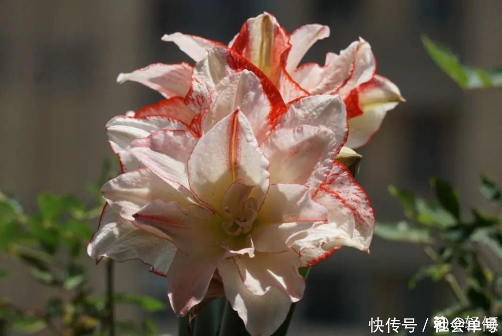 营养液|朱顶红埋土里，如何能年年开花，球变大、变多？