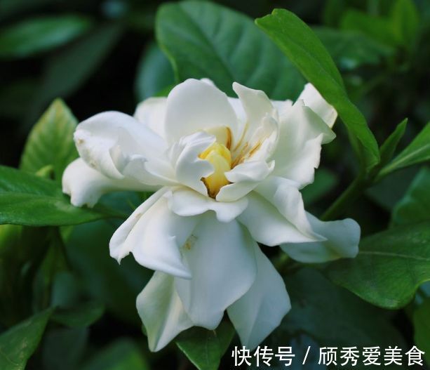 栀子花|美貌花卉，养一盆，香飘满屋，大自然赐予的“天然空气清新剂”