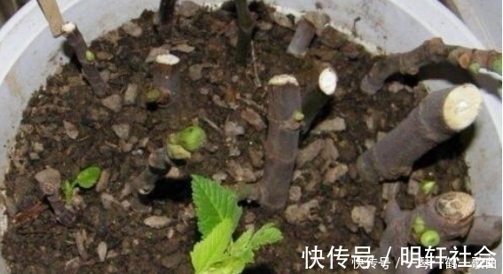 无花果树|养花不如养“果树”，1根枝条10天生根，不仅招财还有果子吃