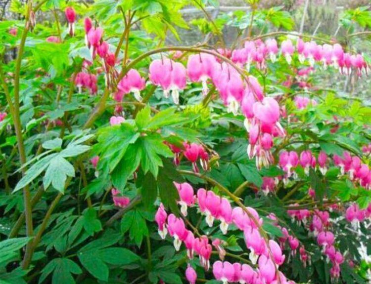 4种花很好养,栽土里就活,美丽鲜花,家里变成“小花园”