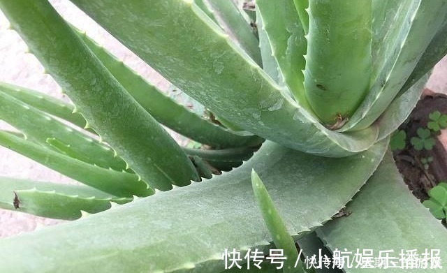 太阳花|如果连这几种花都能养死,以后就不要养花了