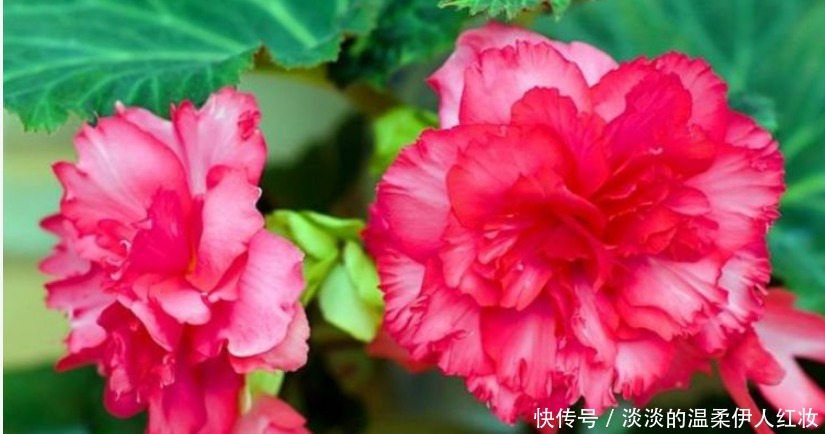 球根海棠|3种花好养又漂亮，比牡丹美，比绿萝好养，一开就是200天！