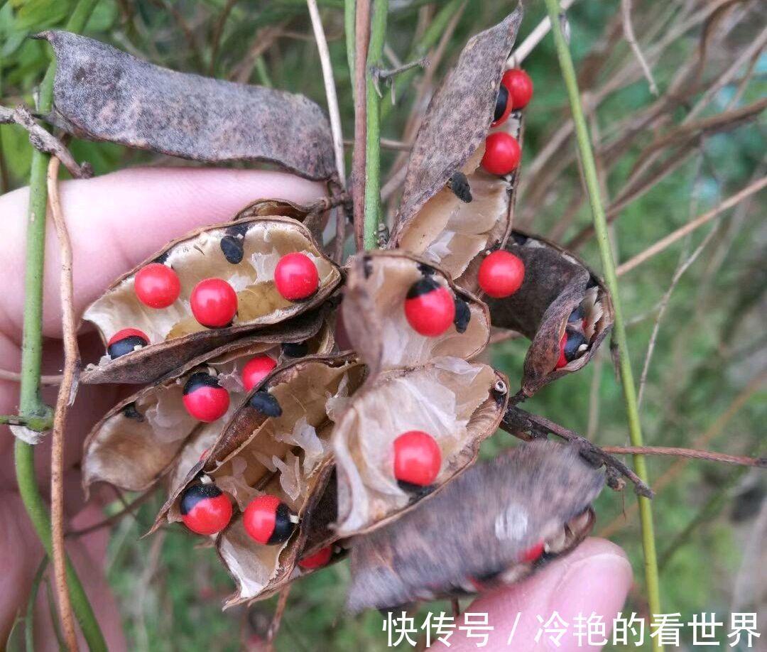 毒花|越美的花越有毒，生活诚不欺我！快来认识七种大毒花，避免受伤害