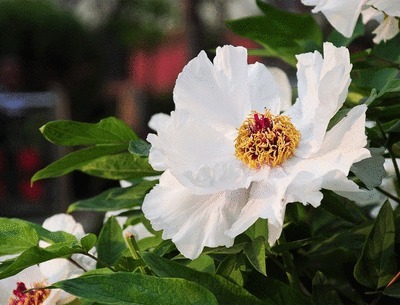 小便|中医泰斗张锡纯106则用药经验总结!满满的干货,值得收藏!