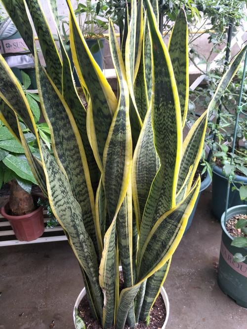 这四种植物适合小盆浅栽，少浇水，才能根系健壮，养得久