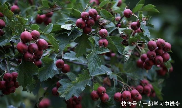 苏州人的宝岛秘境,美成仙境,却被时光遗忘!