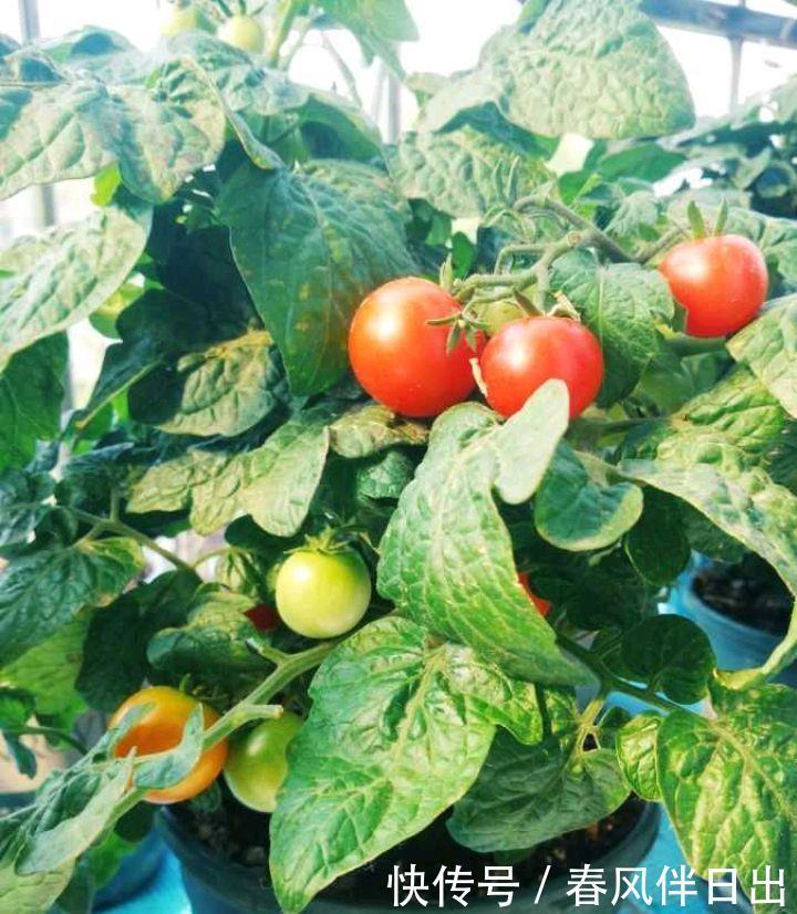 春天一定要种这3种盆栽，很好养果子多，在家享受采摘乐趣