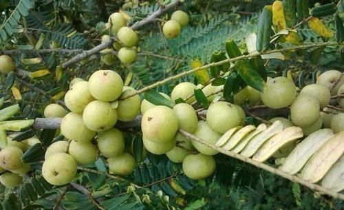 果蔬菜|聪明的人喜欢吃3种食物，排毒养颜，延缓衰老，谁吃谁受益