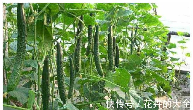 面条|农家小院最受欢迎的几种蔬菜，随吃随取，你最喜欢吃那个？