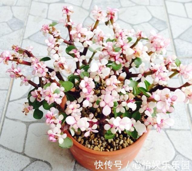 金枝玉叶|株型精致易培养成老桩,学会这4点,自己在家扦插“金枝玉叶”