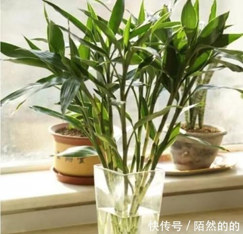 富贵竹生长有个“小开关”,用一次叶子绿油油,再没黄叶!