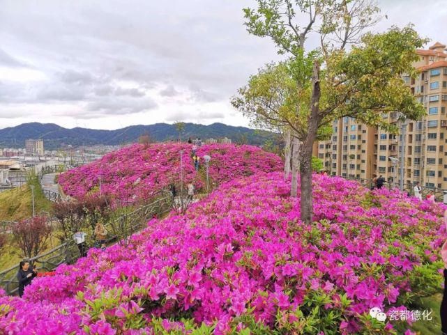 好漂亮！德化这里的杜鹃花也盛开啦，美翻了！原来就在这里......