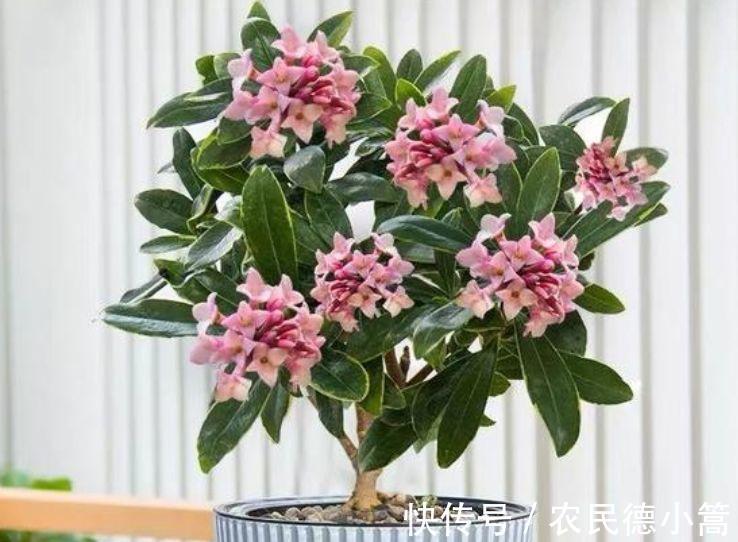 泥土|从9月16日开始,家养此款花卉,简单易成活,特别适合新手养