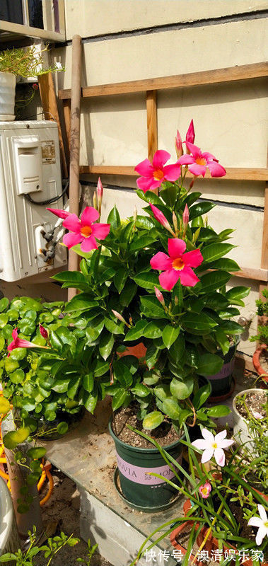 喜欢牡丹,不如养盆“牡丹珍品”髙杆红,花色艳丽,美艳可人