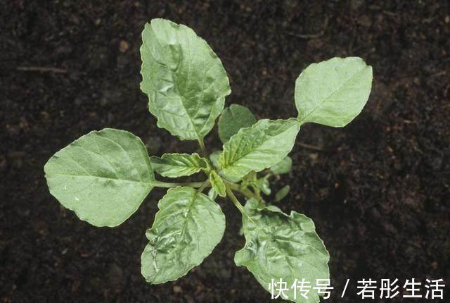 肠泻|在农村，农民都把它叫“仙草”，城里人也把它当成宝！