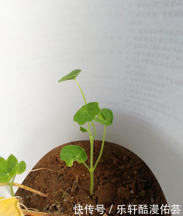 金丝荷叶花。不开花,看叶子也挺好看的