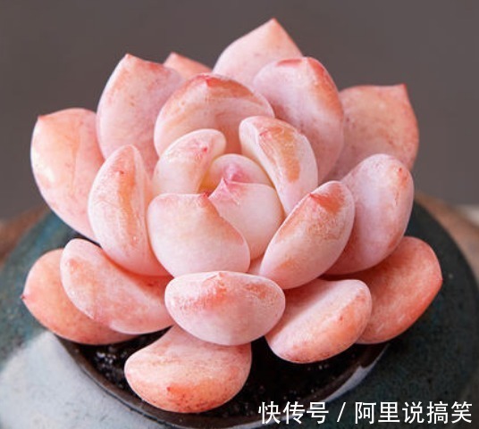 技巧|精挑细选32种多肉植物，1分钟掌握养护技巧，非常实用