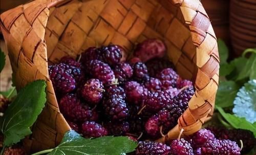 桑葚|夏天來了，每天吃3種食物，營養豐富，延緩衰老，補充維生素