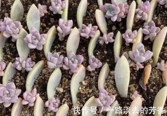 适宜|多肉叶插不生根,教你叶插五要素,10天就能长出小胡须