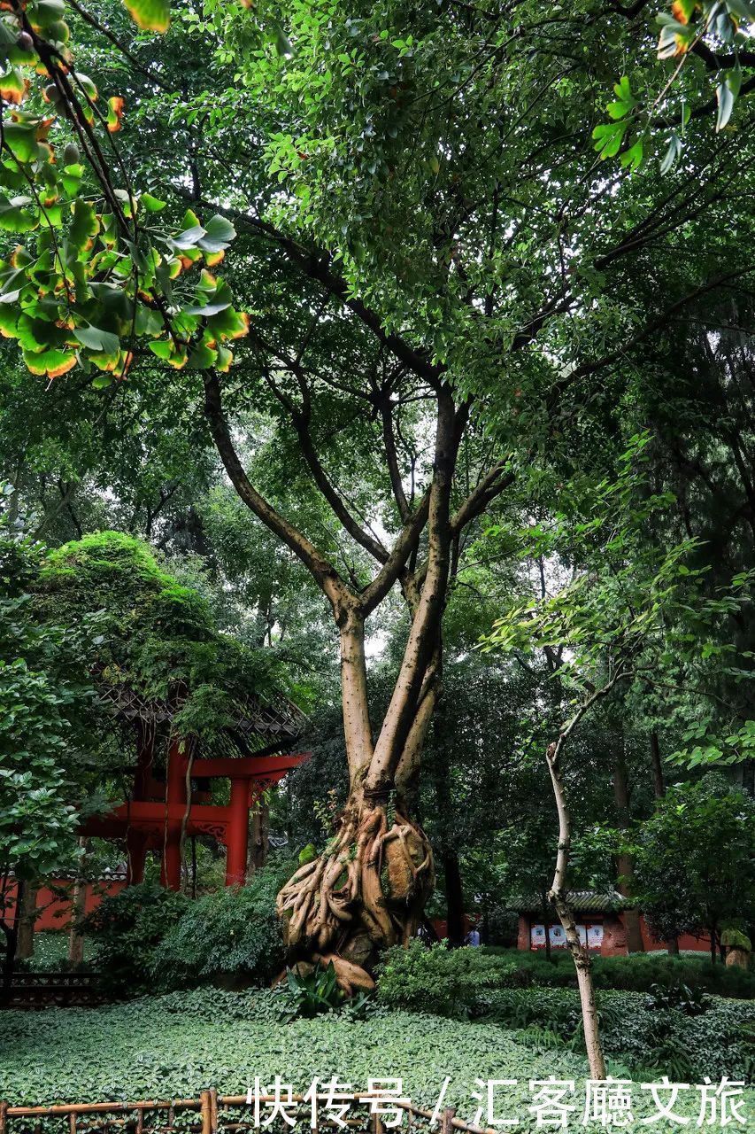 锦里 成都是一种“病”,不去治不好!