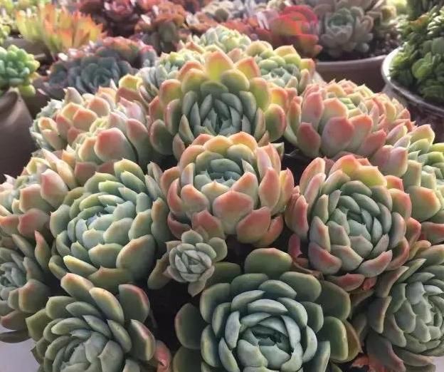  养肉|养肉人的初心：喜欢多肉的这几年，你变了吗？