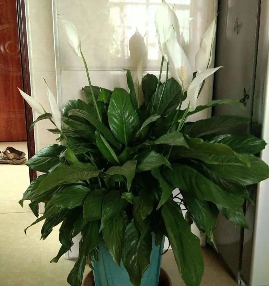 5度以下,常见的21种花必须断水,不然都烂根了