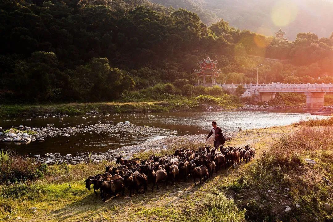 忘不了的乡愁：“十里蒜溪景”“百年南洋风”