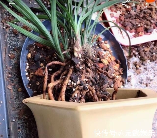 根系|兰花“烂根”了,就用这“4步”,轻松解决,新根长不停!