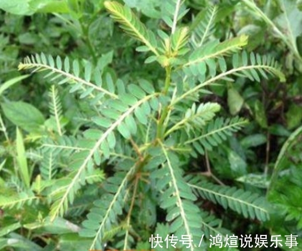 鸡骨草|农村这种“鸡骨草”,普通无奇被当作害草却好处多,竟是养生良药