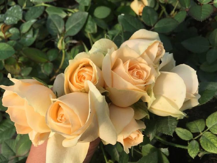 夏季最值得养的花,一年四季开不断,漂亮似玫瑰,是盆栽观赏佳品